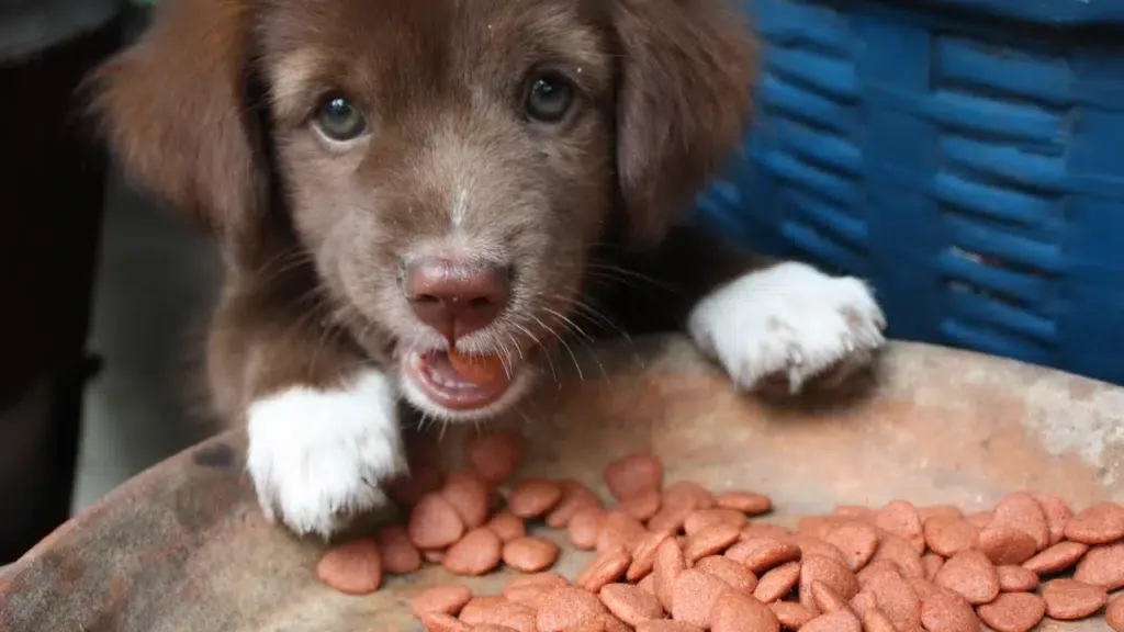 Jak karmić szczeniaki – kluczowe zasady dla zdrowia i rozwoju pupila Jak karmić szczeniaki – kluczowe zasady dla zdrowia i rozwoju pupila