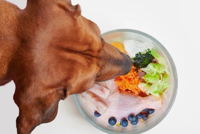 Czy szczeniak może jeść surowe mięso? Bezpieczeństwo i zalety tej diety Czy szczeniak może jeść surowe mięso? Bezpieczeństwo i zalety tej diety