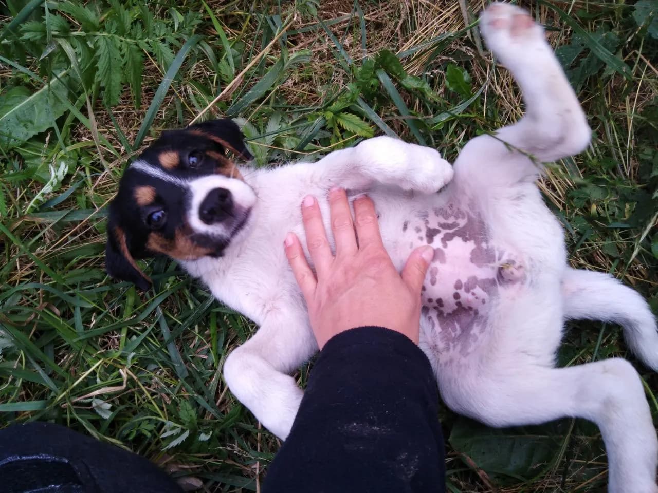 Jak wygląda suczka szczeniak? Cechy i zachowania, które musisz znać Jak wygląda suczka szczeniak? Cechy i zachowania, które musisz znać