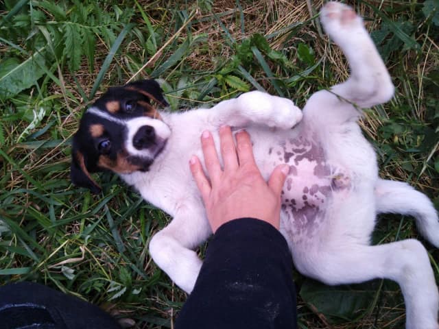 Jak wygląda suczka szczeniak? Cechy i zachowania, które musisz znać Jak wygląda suczka szczeniak? Cechy i zachowania, które musisz znać